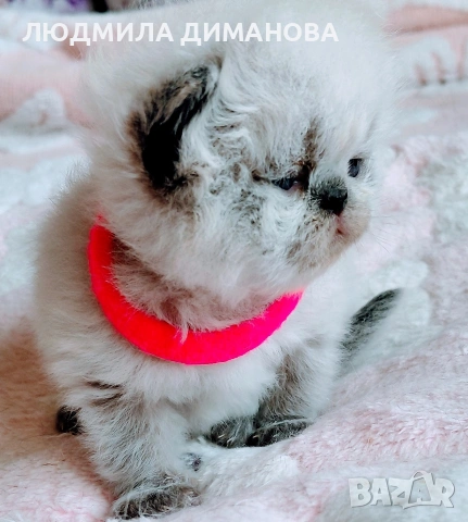 Хималайско момиче със сини очи. , снимка 4 - Персийска - 54181520