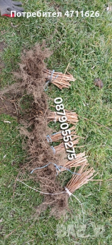 Разсад ягоди целогодишни , снимка 10 - Разсади - 53613985