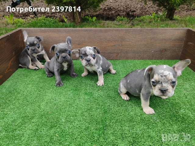 Френски булдог , снимка 2 - Френски булдог - 54012579