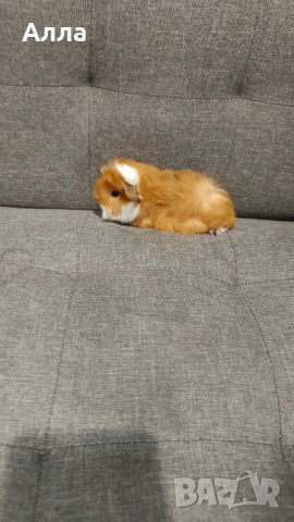 Морски свинчета