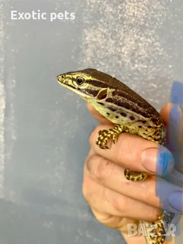 Варан Аргус, Varanus Panoptes , снимка 4 - Други - 49379388