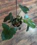 Philodendron Fiddle Lime, снимка 2