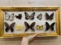 Рамка с екзотични пеперуди Азия, снимка 1