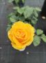 Rosa whelou жълта роза, снимка 1 - Градински цветя и растения - 45842015