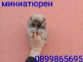 Мини Померан. Реални снимки от 17.03.26 г. Миниатюрно момче. , снимка 6