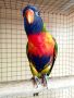 Работещи двойки папагали многоцветно лори., снимка 8