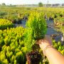 Източната туя Ауреа Нана, Thuja orientalis ‘Aurea Nana’, снимка 8