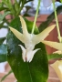 Hoya Multiflora , снимка 3