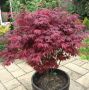 Японски клен\Acer pal. Atropurpureum (ПРОМОЦИЯ), снимка 3