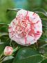 Камелия Хамелеон, Camellia japonica „Chameleon“
