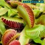 100 семена Венерина мухоловка Dionaea muscipula Семена Мухоловка Бонсай месоядно растение яде насеко, снимка 2