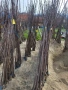 Продавам черешови дръвчета от сортовете:Червена Регина и Жълта Драганова, снимка 2