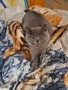 Британски сини късокосмести котенца, снимка 3