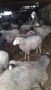 Продавам агнета, кочове и овце, снимка 5