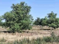 ПРОДАВА ОРЕХОВА ГРАДИНА в село Тодор Икономово, снимка 3