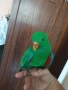 Папагал Еклектус мъжки /бебе , снимка 6