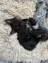 Мейн Кун коте / Maine coon kitten, снимка 2