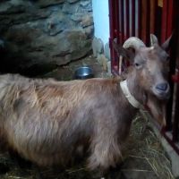 Продавам стадо 6 кози и 5 ярета, снимка 6 - Кози - 45891654