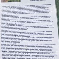 Сладък пелин(Artemisia Annua), снимка 3 - Разсади - 45605692