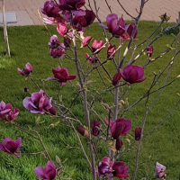 Магнолия - Magnolia Genie, снимка 2 - Разсади - 45012991
