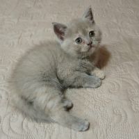 Британска късокосместа малки котенца, снимка 6 - Британска късокосместа - 45723716