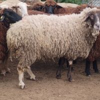 продавам овце за клане, снимка 4 - Овце - 46197176