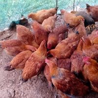 Тетра хб за месо и яйца., снимка 2 - Кокошки и пуйки - 45672608
