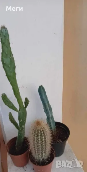 Продавам комплект  кактуси Opuntia monacantha, Micranthocereus, снимка 1