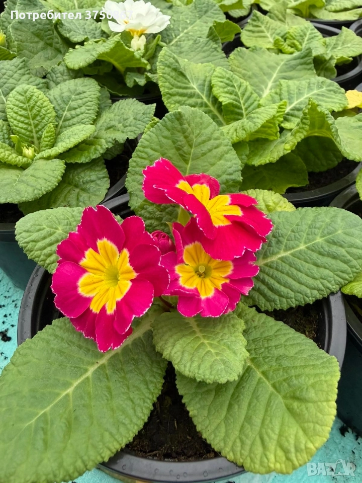 💞🌿🌸 Едроцветна Иглика , снимка 1