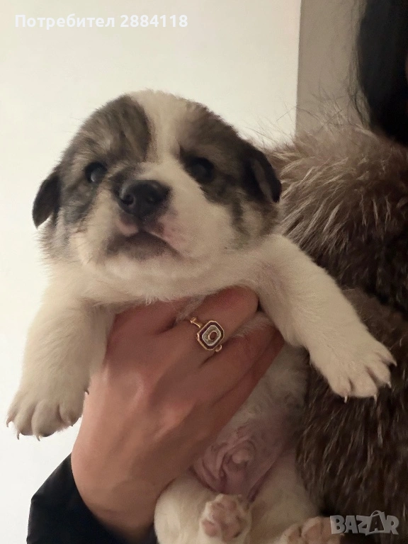 4 бебенца родени на 25.12.2025 търсят грижовни стопани подарявят се само на сериозни грижовни хора  , снимка 1