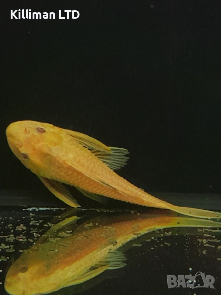 Хипостомус албинос 15 см, снимка 1