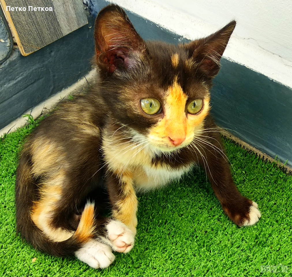 Подарявам малко шарено котенце, снимка 1