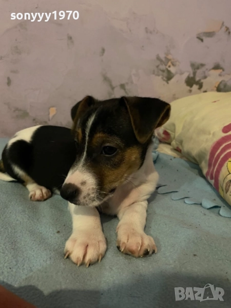 ДЖАК РЪСЕЛ 250ЛВ ЗА КУТРЕ С ВАКСИНА И ПАСПОРТ 1510250824, снимка 1