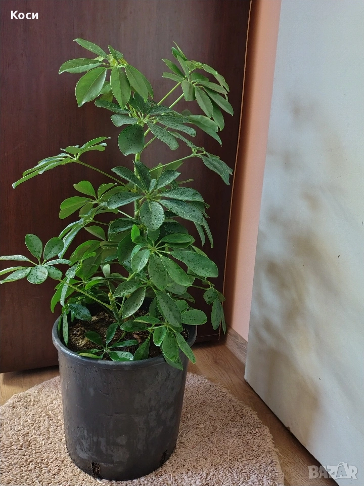 Шафлера дървото на късмета , снимка 1