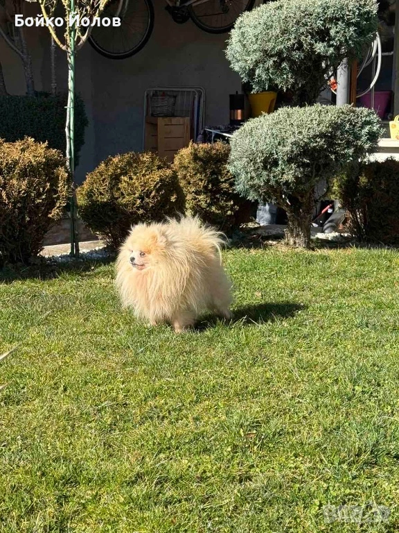 Продавам померан на 4 години некастриран, снимка 1