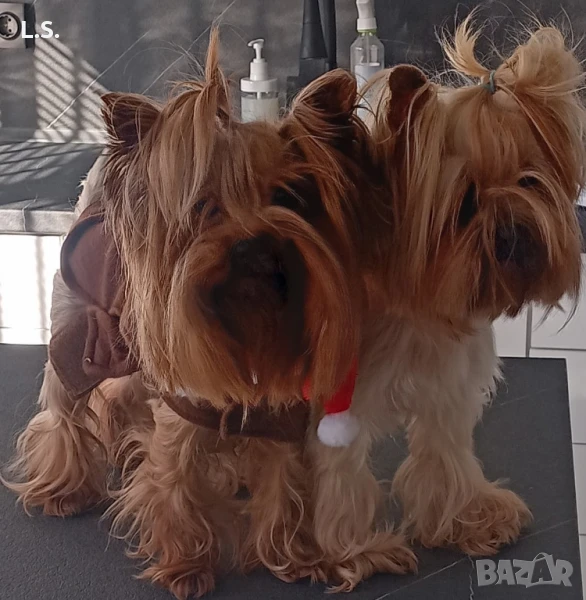 Продавам женско йорки 2,5 кг, на 3 г. добра майка, снимка 1