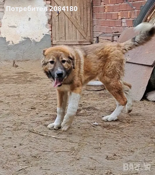 Продавам мъжко овчарско кученце, снимка 1