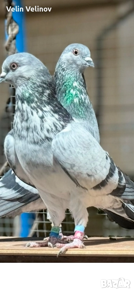 Английски типлери. , снимка 1