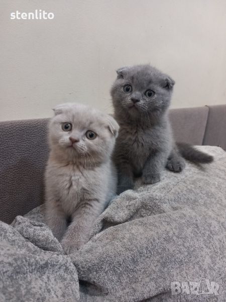 Шотландски клепоухи котета , снимка 1
