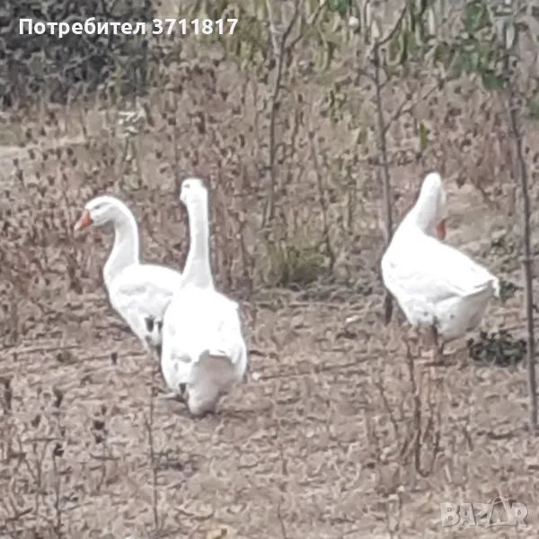 Бели лебедови гъски, снимка 1