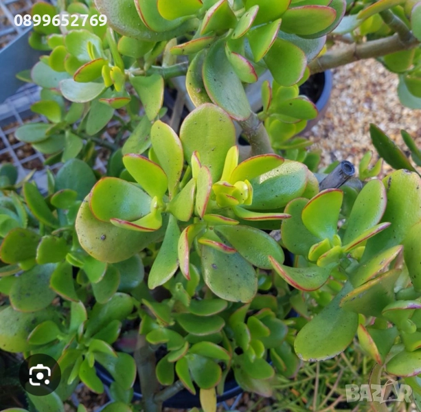 Дървото на живота Красула. , снимка 1