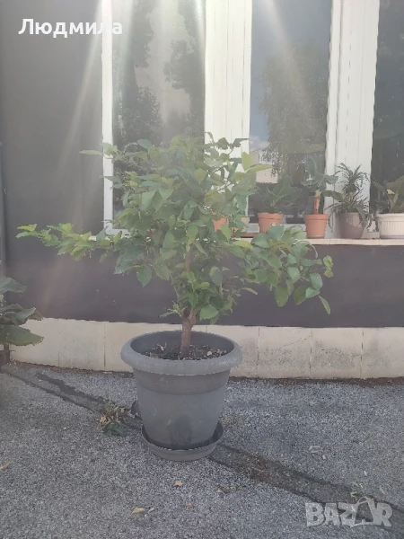 Лемон + чиното дърво , снимка 1