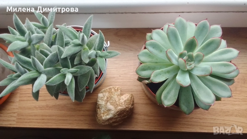 Красула Тенелли - Crassula mesembryanthemoides 'Tenelli / Ешеверия - Echeveria pulidonis Rondo , снимка 1