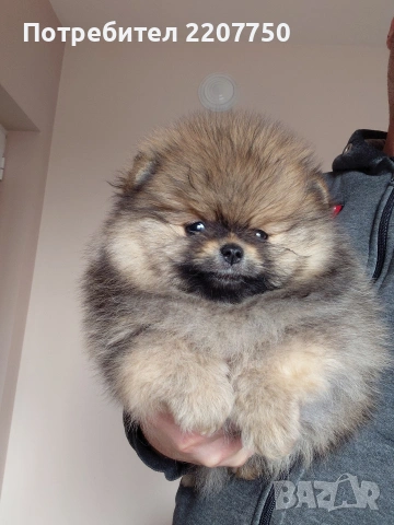 продавам померан , снимка 2 - Померан - 53388816