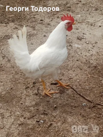 Петли Легхорн , снимка 1