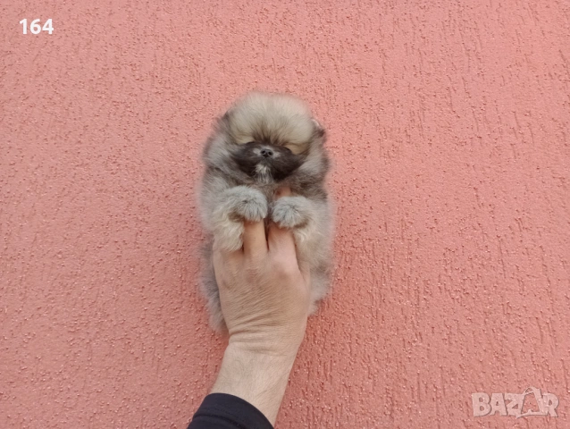 Мини Померан Реални снимки от 17.03.26 г., снимка 5 - Померан - 53921244