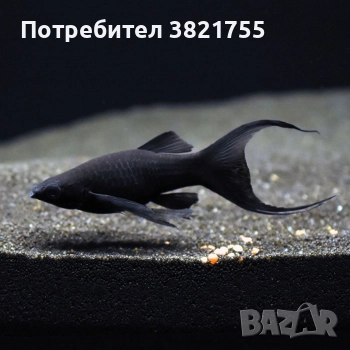  Декоративни рибки, молинезия, снимка 3 - Рибки - 51697233