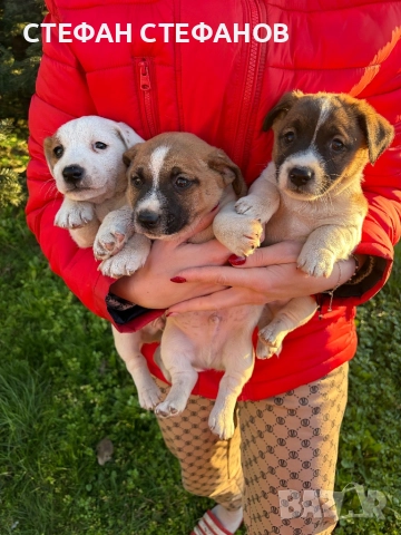 Джак Ръсел , снимка 5 - Джак ръсел териер - 52917744