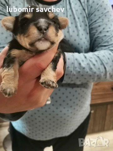 Шарени йоркита , снимка 7 - Йоркширски териер - 54048173