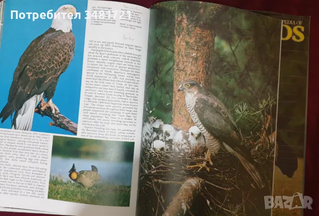 Голяма енциклопедия на птиците / Colour Encyclopedia of Birds, снимка 7 - Енциклопедии, справочници - 47405207